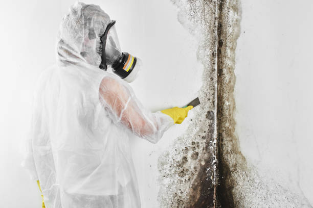 Best Mold Remediation  in Lemoore, CA