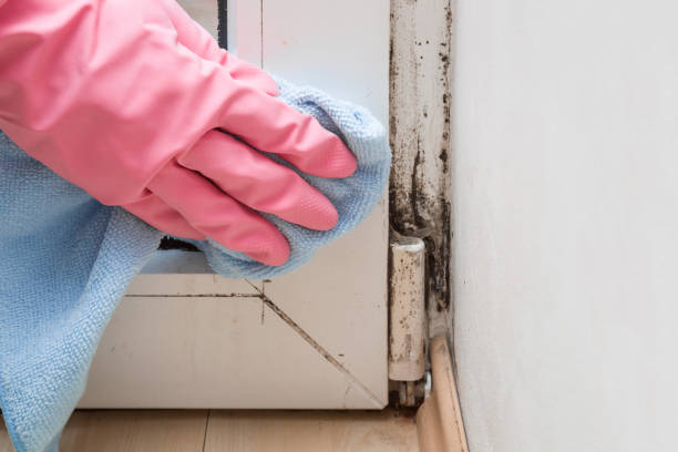 Office Mold Removal Services in Lemoore, CA